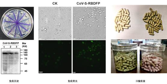 图2  COVID-19 病毒RBD-FP域酵母疫苗株筛选及其口服制剂